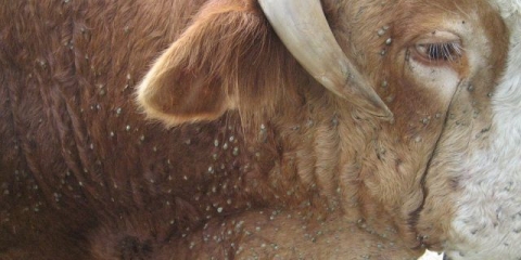 Uši kod goveda