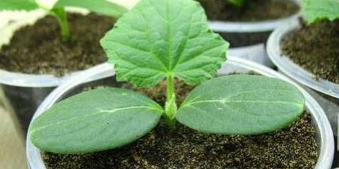 Odabir kontejnera za sadnice krastavaca