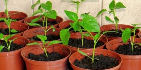 Izbor kapaciteta za sadnice paprike