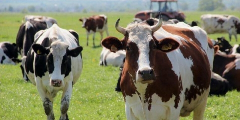 Prinos goveđeg mesa