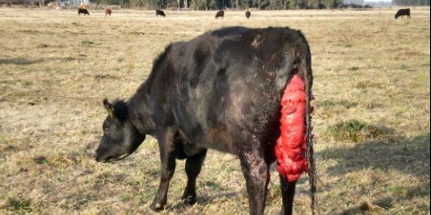 Prolaps maternice kod krave prije i poslije teljenja - prevencija, liječenje