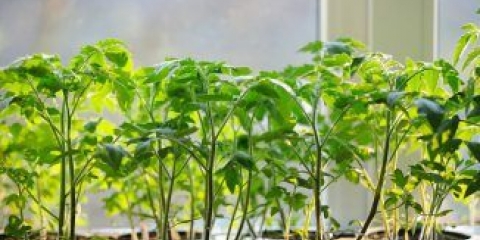 Pravilno uzgajamo rasad paradajza kod kuće