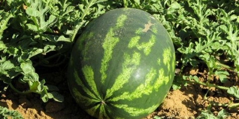 Uzgoj lubenica u centralnoj rusiji na otvorenom tlu