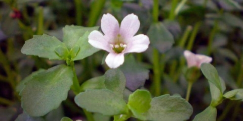 Uzgoj bakopa iz sjemena kod kuće: kada saditi sadnice, fotografije, recenzije