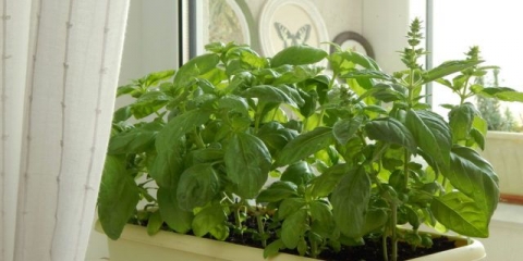 Uzgoj bosiljka iz sjemena kod kuće