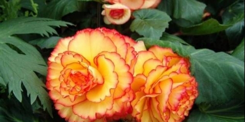 Uzgoj begonije iz sjemena kod kuće