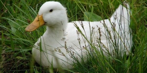 Uzgoj brojlerskih pataka kod kuće