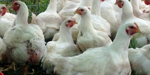 Uzgoj brojlera cobb 500 kod kuće