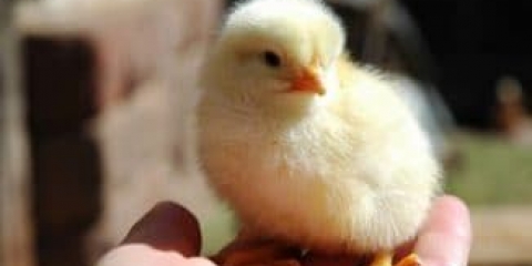 Uzgoj brojlera u kavezima, od pilića do klanja, kod kuće