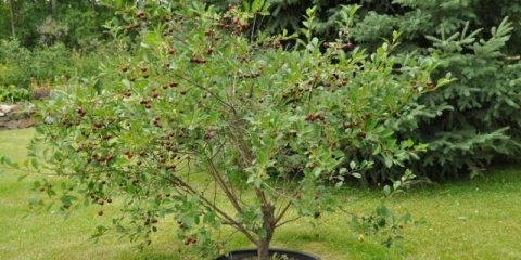 Uzgajanje trešanja u sibiru i na uralu