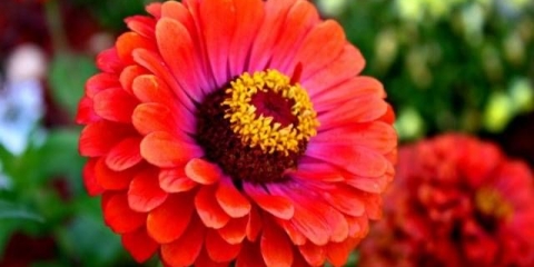 Uzgoj cinije iz sjemena kod kuće