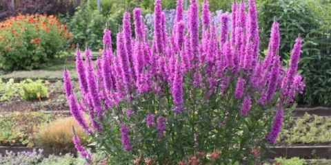 Uzgoj loosestrife ružičastih bisera iz sjemena, sadnja i njega, sorte