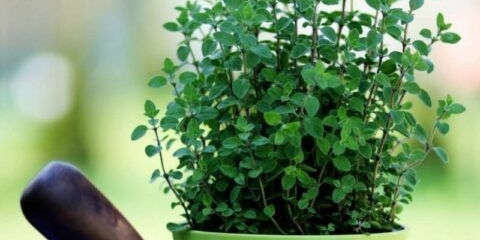 Uzgoj origana (origana) iz sjemena kod kuće