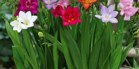 Uzgoj frezije u otvorenom tlu