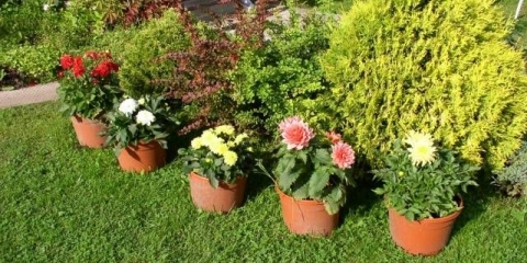 Uzgoj dalija u saksijama