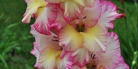 Uzgoj gladiola na otvorenom