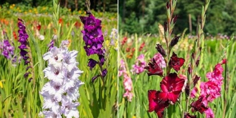 Uzgoj gladiola na otvorenom