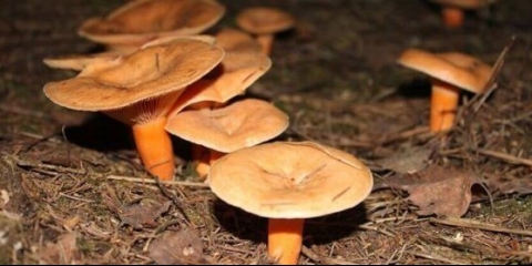 Uzgoj gljiva kod kuće iu stakleniku tijekom cijele godine