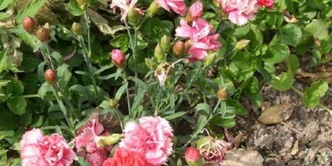 Uzgoj karanfilića shabo iz sjemena kod kuće