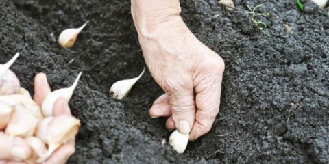 Uzgoj i nega prolećnog belog luka na otvorenom polju u proleće