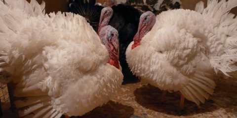 Uzgoj velikih 6 purana kod kuće