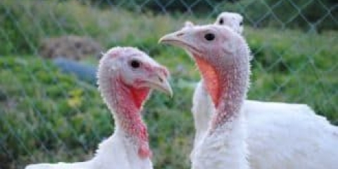 Uzgoj purana - uzgoj i njega kod kuće uz mjesečnu ishranu