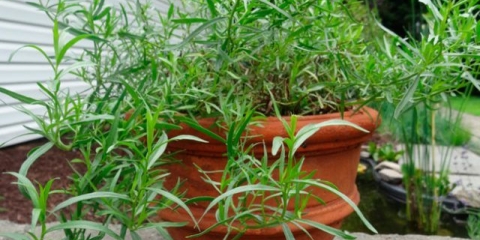 Uzgoj estragona (estragona) iz sjemena