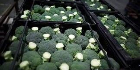 Uzgoj brokule na otvorenom