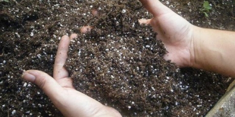 Luk - uzgoj i njega na otvorenom polju