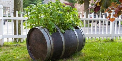 Uzgoj krompira u buretu