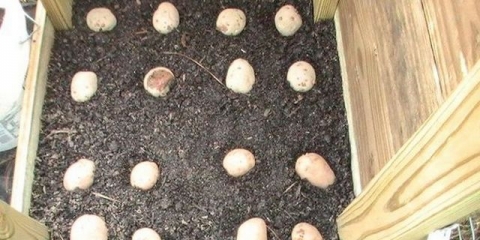 Uzgoj krompira u kutijama