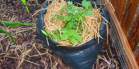 Uzgoj krompira u vrećama: tehnologija