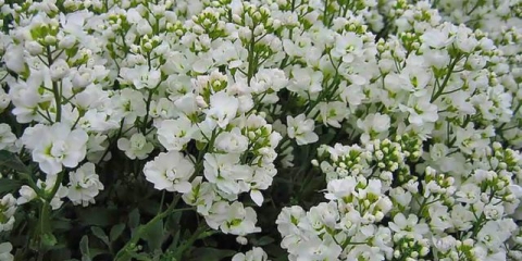 Uzgoj kavkaske rezuhe njihovog sjemena