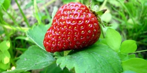 Uzgoj jagoda iz sjemena kod kuće