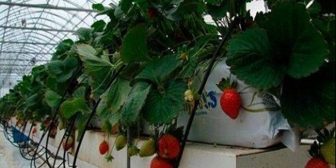 Uzgoj jagoda hidroponski