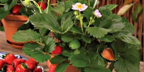 Uzgoj jagoda na prozorskoj dasci tokom cijele godine