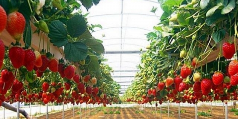 Uzgoj jagoda po holandskoj tehnologiji