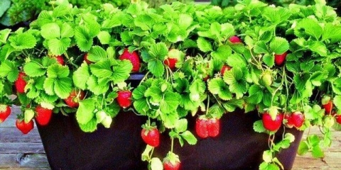 Uzgoj jagoda kod kuće tokom cijele godine