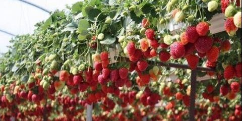 Uzgoj jagoda u saksiji