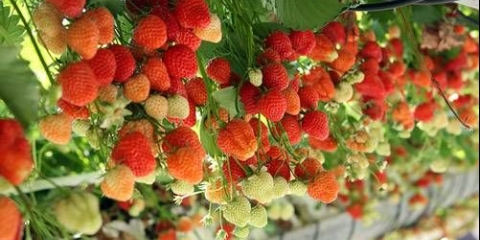 Uzgoj jagoda u plastičnim bocama