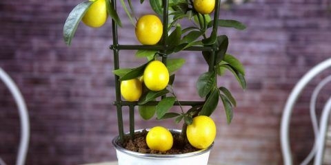 Uzgoj limuna (stablo limuna) iz sjemena kod kuće