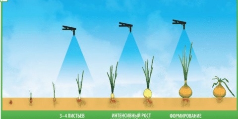 Uzgoj luka na otvorenom - sezona rasta luka