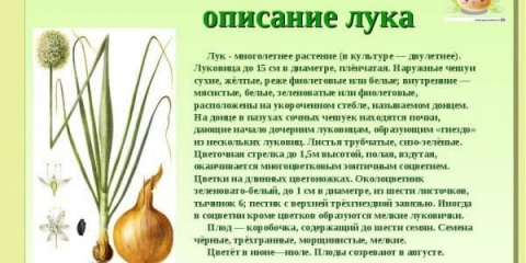 Uzgoj luka u otvorenom tlu: sadnja, njega, liječenje bolesti