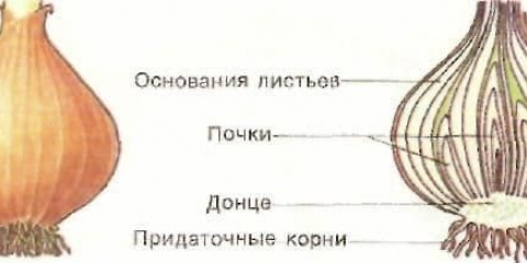 Uzgoj glavica luka sade se u proleće