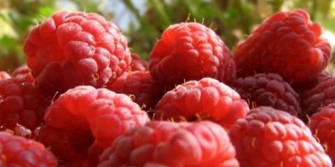 Uzgoj maline kao profitabilan posao