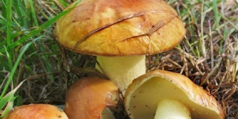 Uzgoj putera kod kuće: kako saditi i uzgajati