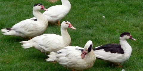 Uzgoj mularda kod kuće