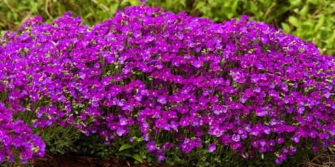 Uzgoj brijanja (aubrecije) iz sjemena: kada saditi rasad