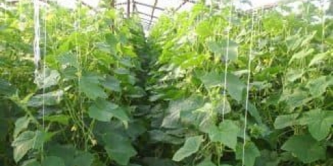 Uzgoj krastavaca