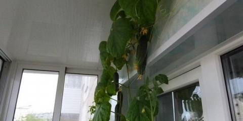 Uzgoj krastavaca na balkonu: značajke i metode sadnje